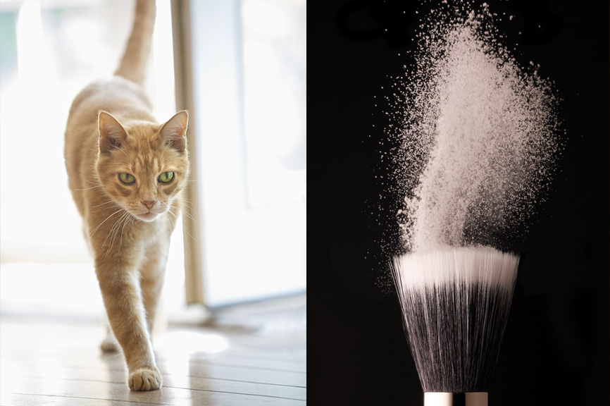 professional animal photography samples