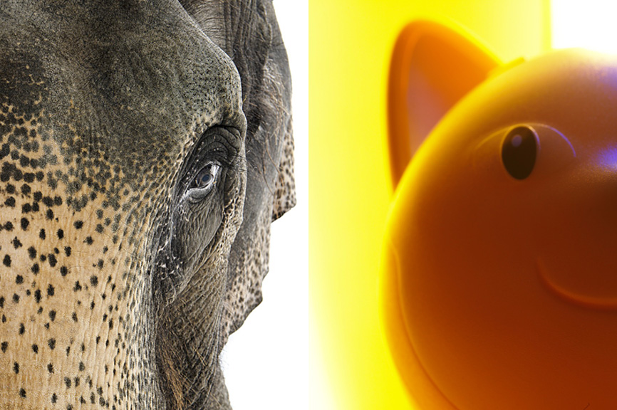 professional animal photography samples