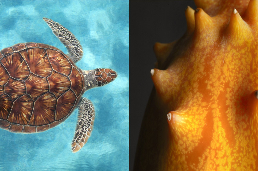 professional animal photography samples